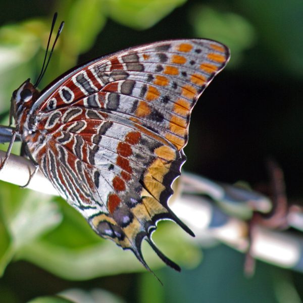papillon-adit-i